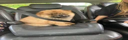 Chow Chow dogs for sale: Chow Chow puppies - Advert 5