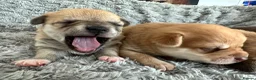 Pomchi dogs for sale: Beautiful Pomchi puppies  - Advert 10