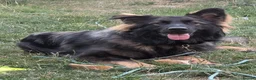 German Shepherd dogs for sale: Rehome German Shepherd in Sheffield - Advert 4