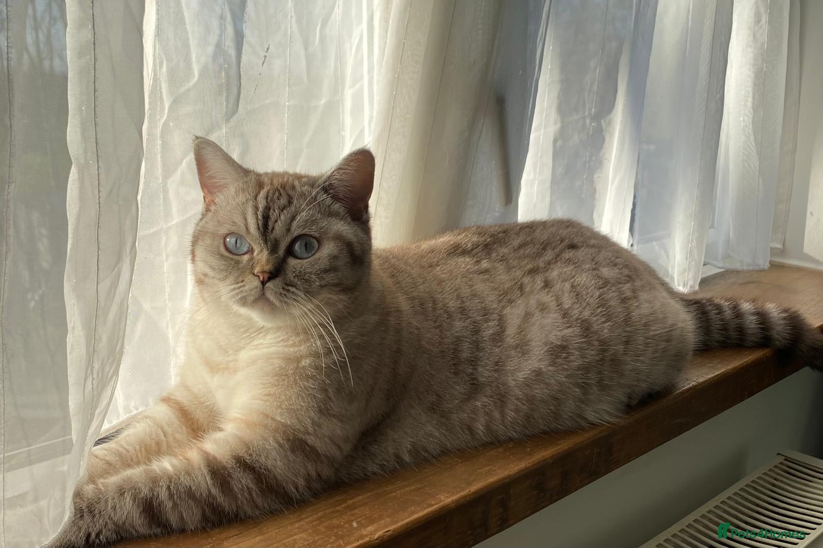 British Shorthair cats British Shorthair Kittens for Sale in Romford - Advert 1