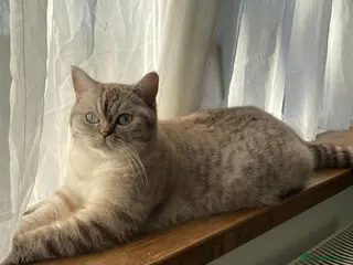 British Shorthair cats British Shorthair Kittens for Sale in Romford - Advert 1