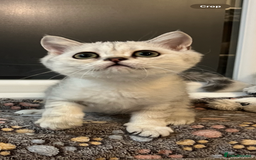 Scottish Fold cats for sale: Scottish Kittens – Fold & Straight – Ready Now - Image 23