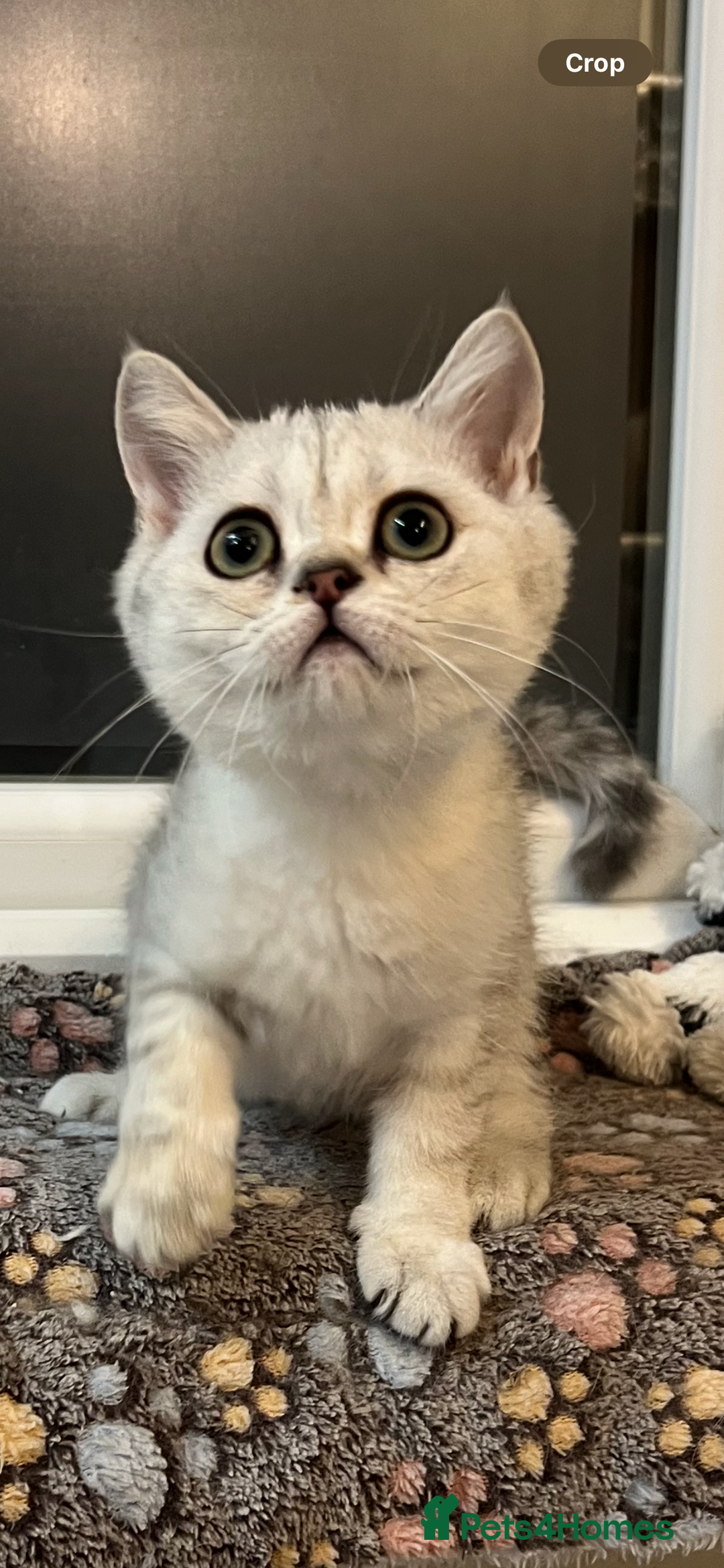 Scottish Fold cats for sale: Scottish Kittens – Fold & Straight – Ready Now - Image 23