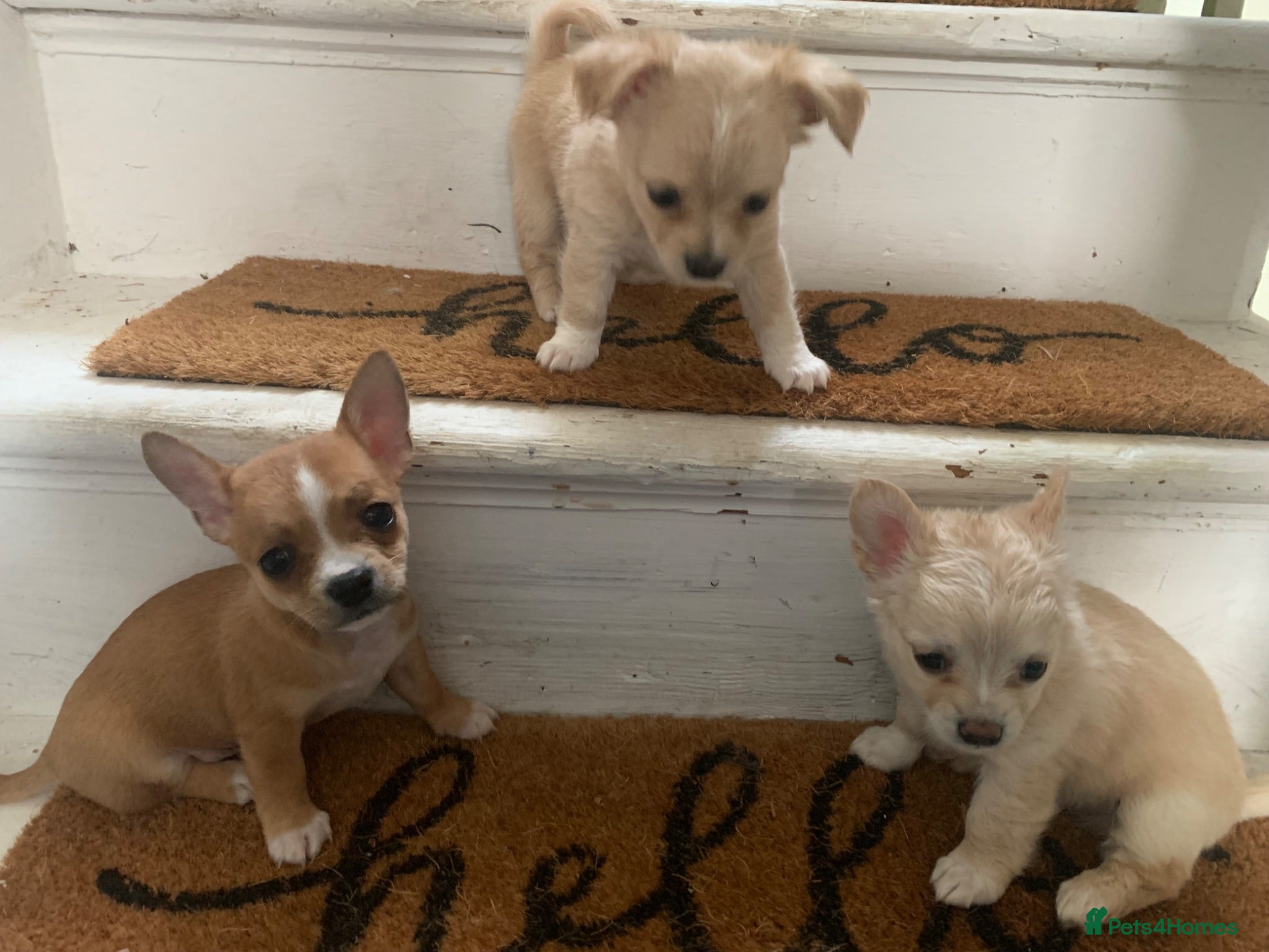 Chihuahua dogs Playful chihuahua puppies - Advert 18
