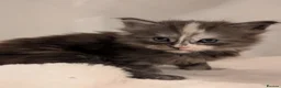 Maine Coon cats for sale: Stunning Tica pedigree kittens - Advert 3
