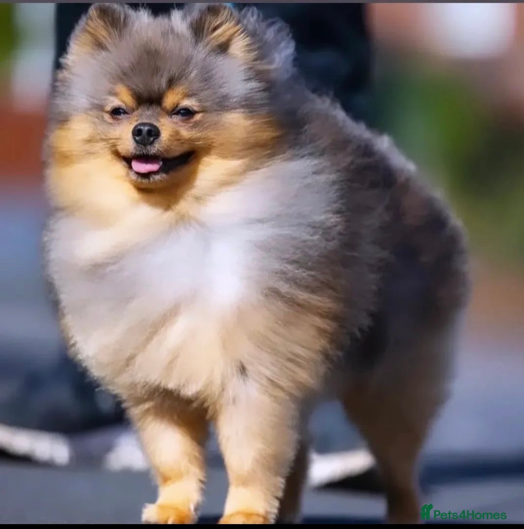Pomeranian dogs for sale: ** KC pomeranian puppies - Image 16