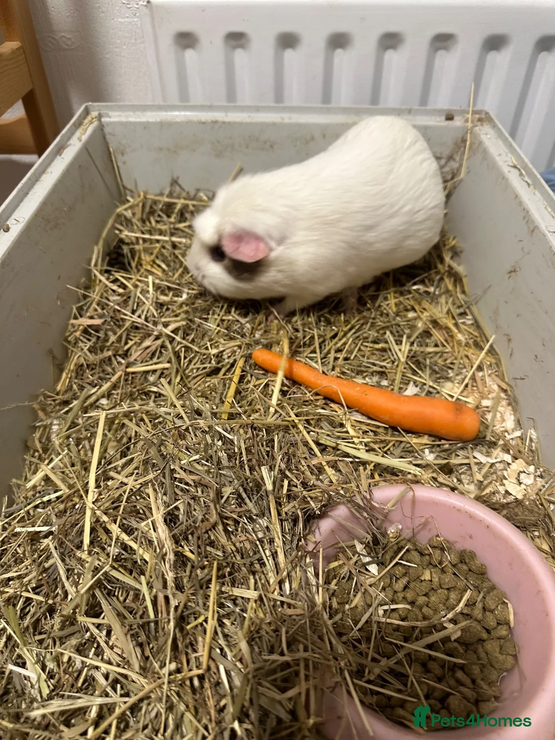 Guinea Pig rodents for sale: 4 Lovely Guinea Looking New Homes – Cages Included - Advert 2