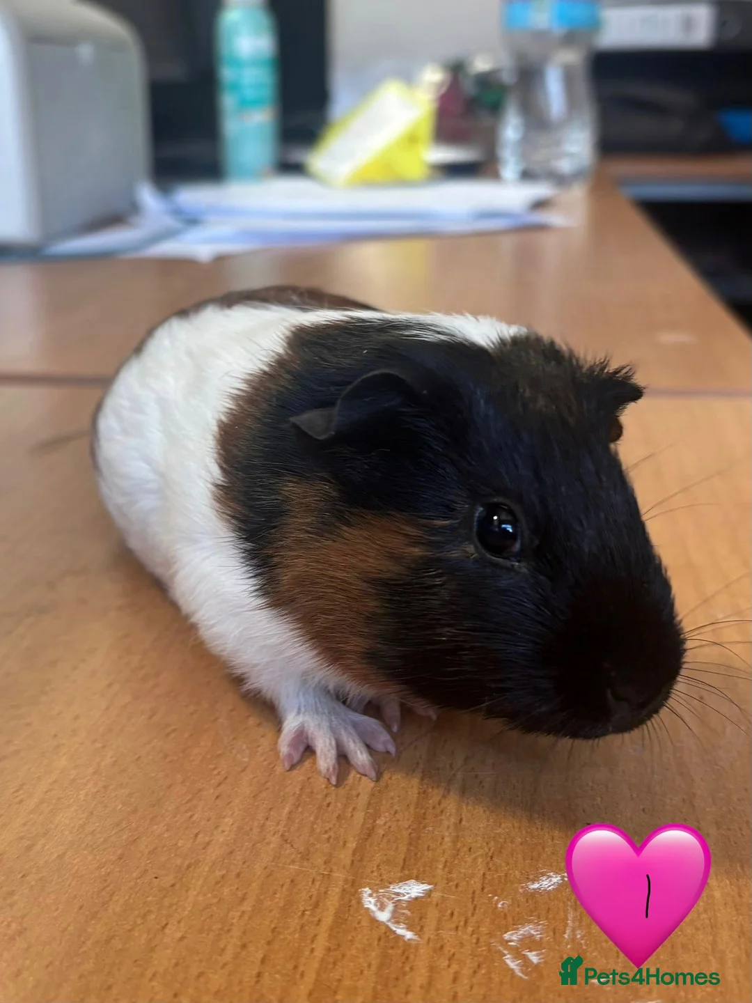 Guinea Pig rodents for sale: Guinea Pigs - Mixed Litter Young Males & Female - Advert 2