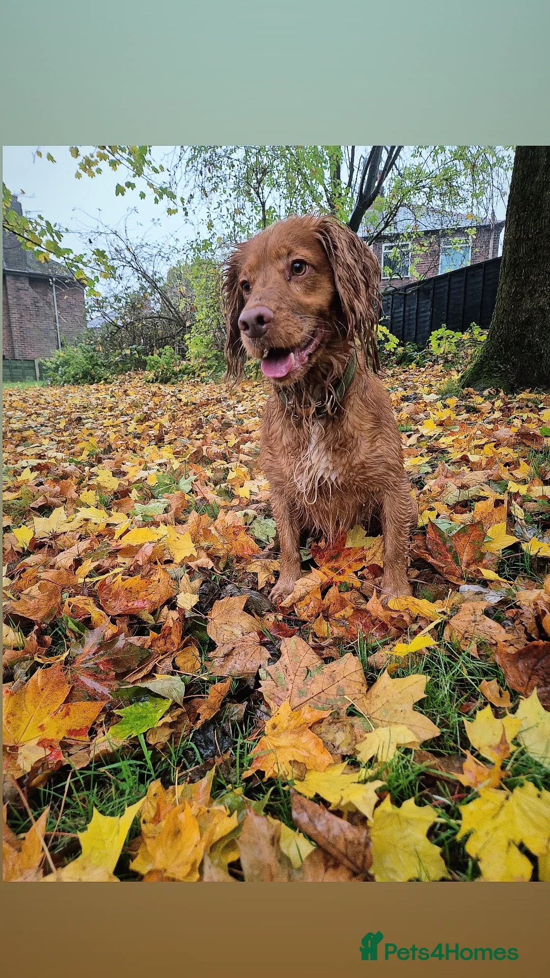 Cocker Spaniel dogs for stud: PROVEN Working Cocker Spaniel in Wigan - Advert 3