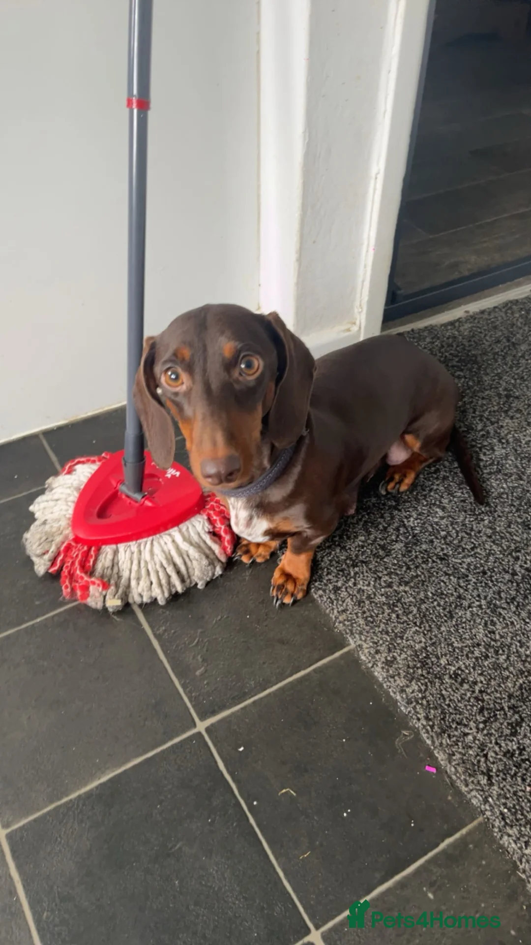 Dachshund dogs for sale: Dachshund puppies - Advert 17