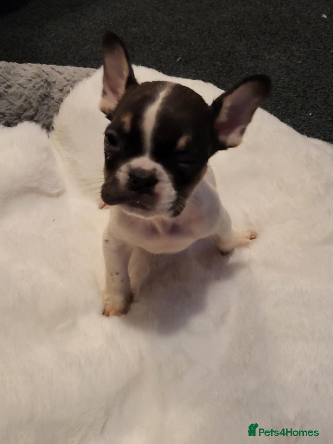 French Bulldog dogs for sale: French bulldog 2 boys and four girls - Image 2