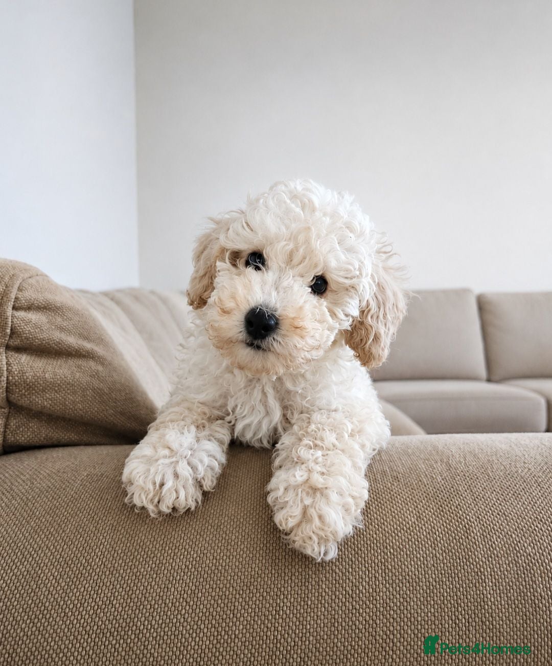 Toy Poodle dogs Last 1 💙Buddy- Toy poodle Pup🐕 - Advert 4