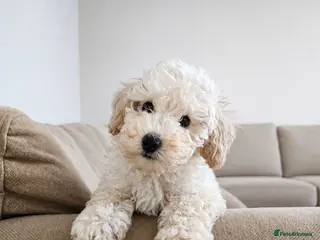 Toy Poodle dogs Last 1 💙Buddy- Toy poodle Pup🐕 - Advert 4