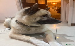 Mixed Breed dogs for stud: Japanese Akita x Husky for stud  - Image 5