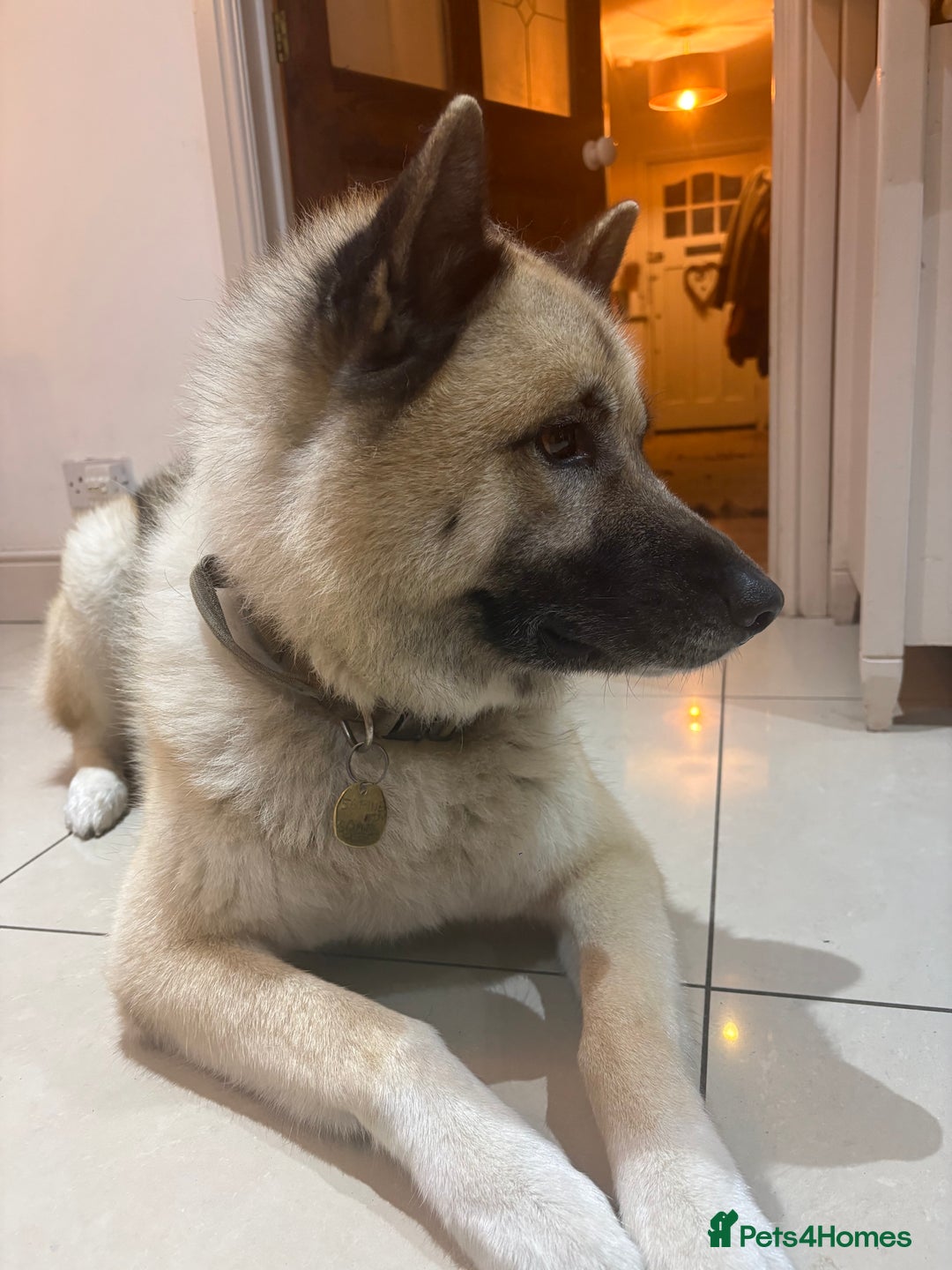 Mixed Breed dogs for stud: Japanese Akita x Husky for stud  - Image 5