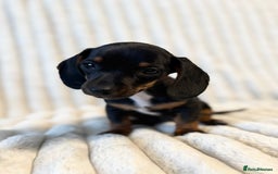Miniature Dachshund dogs for sale: LAST 2 BOYS Miniature smooth Dachshund puppies - Image 23