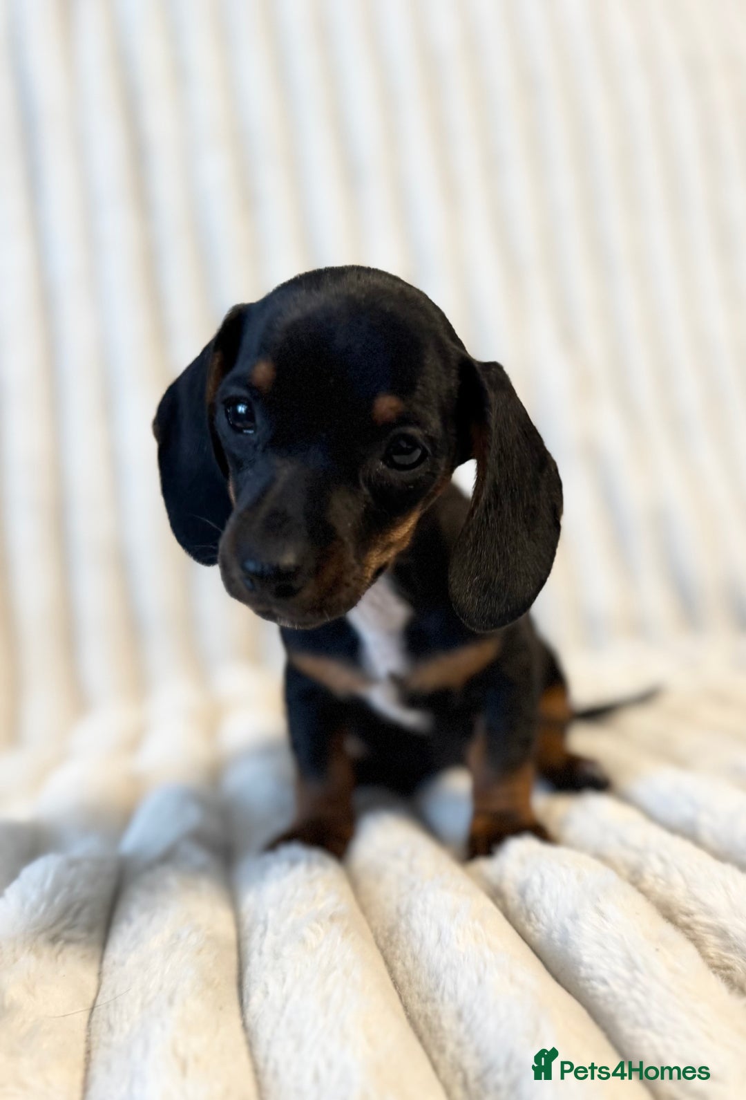 Miniature Dachshund dogs for sale: LAST 2 BOYS Miniature smooth Dachshund puppies - Image 23