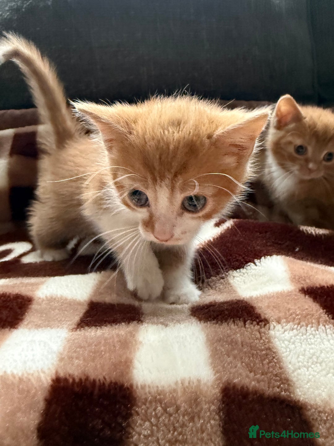 Mixed Breed cats for sale: Kittens - Advert 2