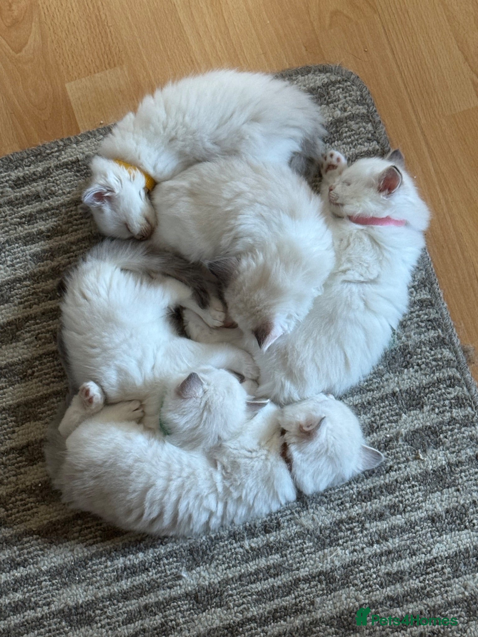Ragdoll cats GCCF Registered Ragdoll Kittens - Advert 11