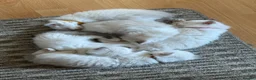 Ragdoll cats for sale: GCCF Registered Ragdoll Kittens - Advert 1