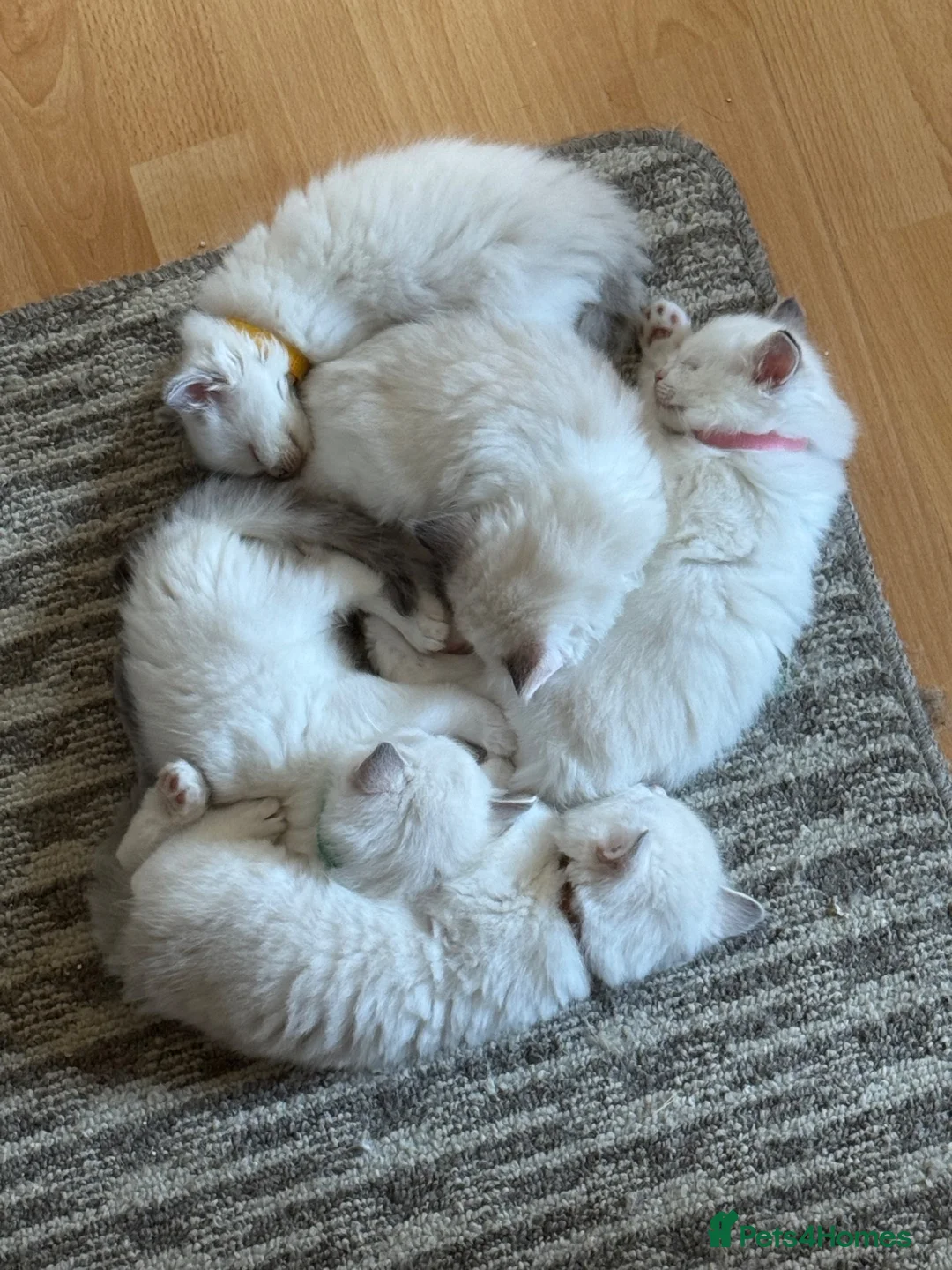 Ragdoll cats for sale: GCCF Registered Ragdoll Kittens - Advert 1