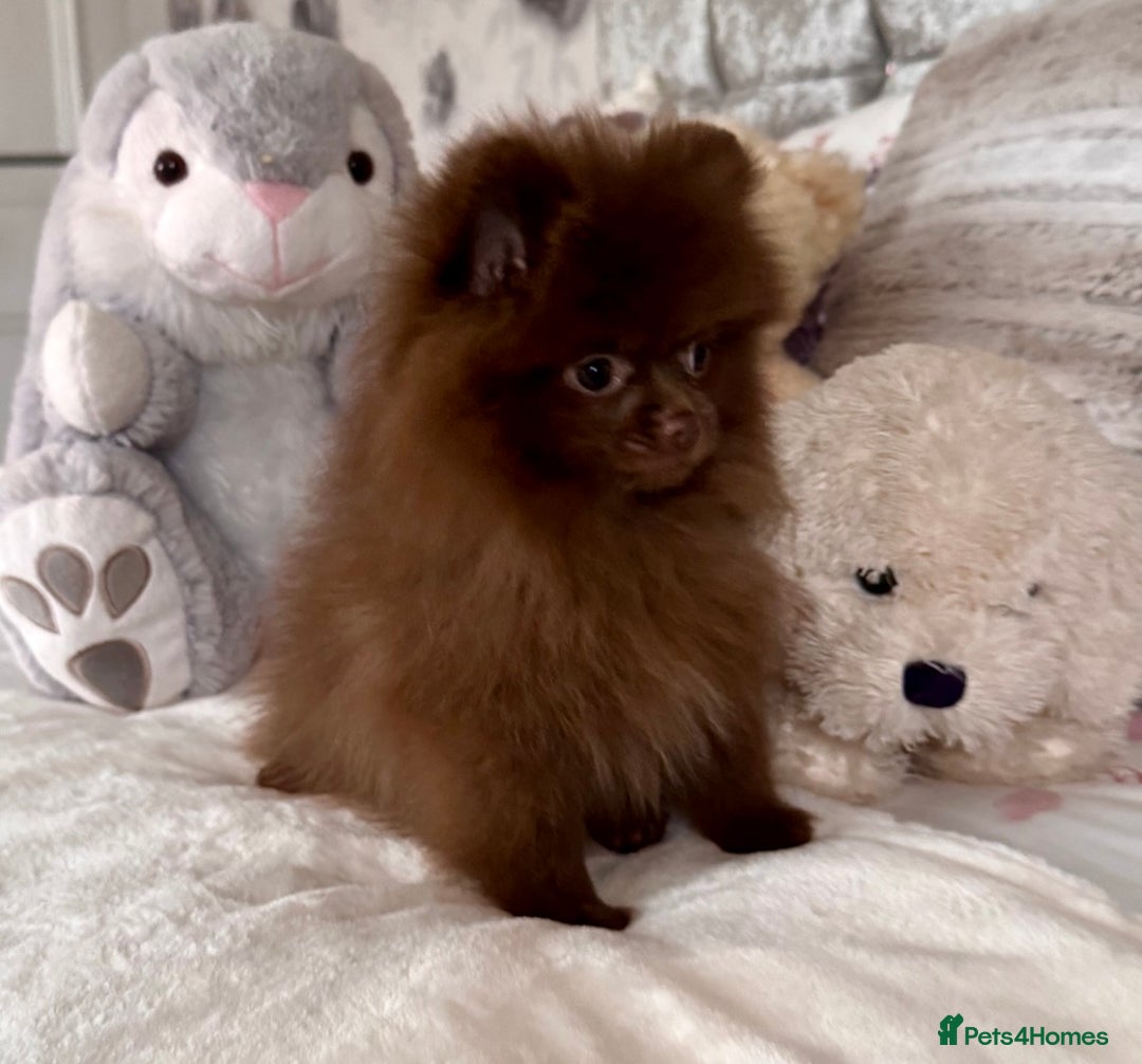 Pomeranian dogs for sale: Kc registered Pomeranian puppies - Image 6