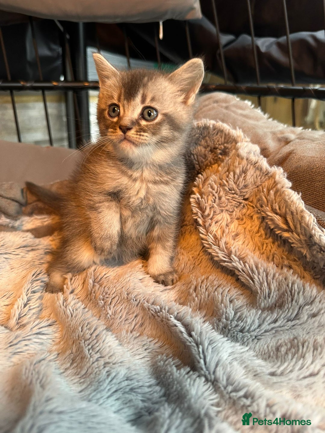 Mixed Breed cats for sale: Maine coon x Scottish fold kittens - Image 24