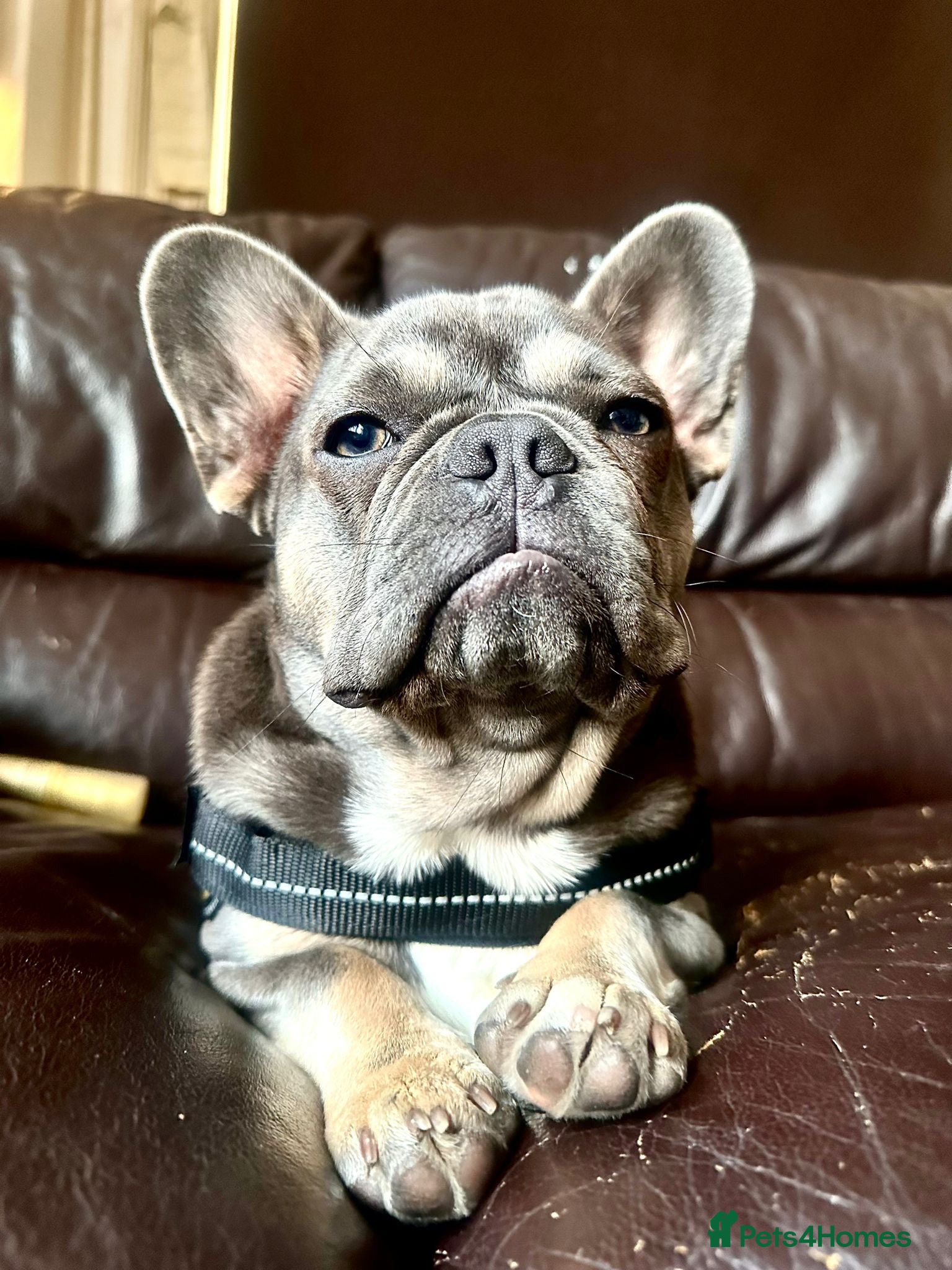 French Bulldog dogs Cholo looking for Cholita in London - Advert 20