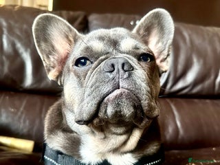 French Bulldog dogs in London - Advert 37