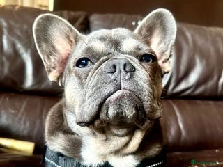 French Bulldog dogs Cholo looking for Cholita in London - Advert 21