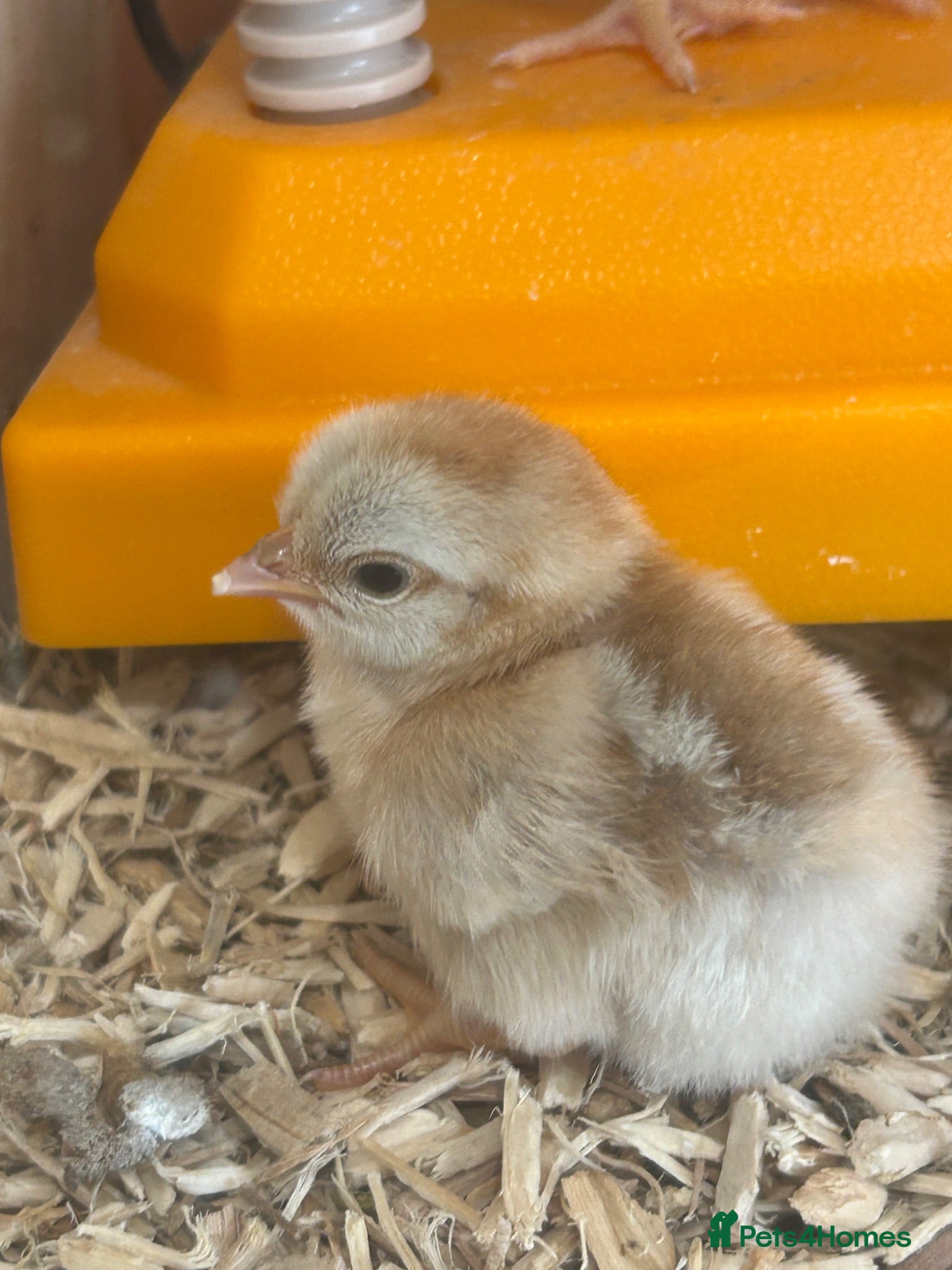 Chickens poultry Serama chicks and hatching eggs  - Advert 19