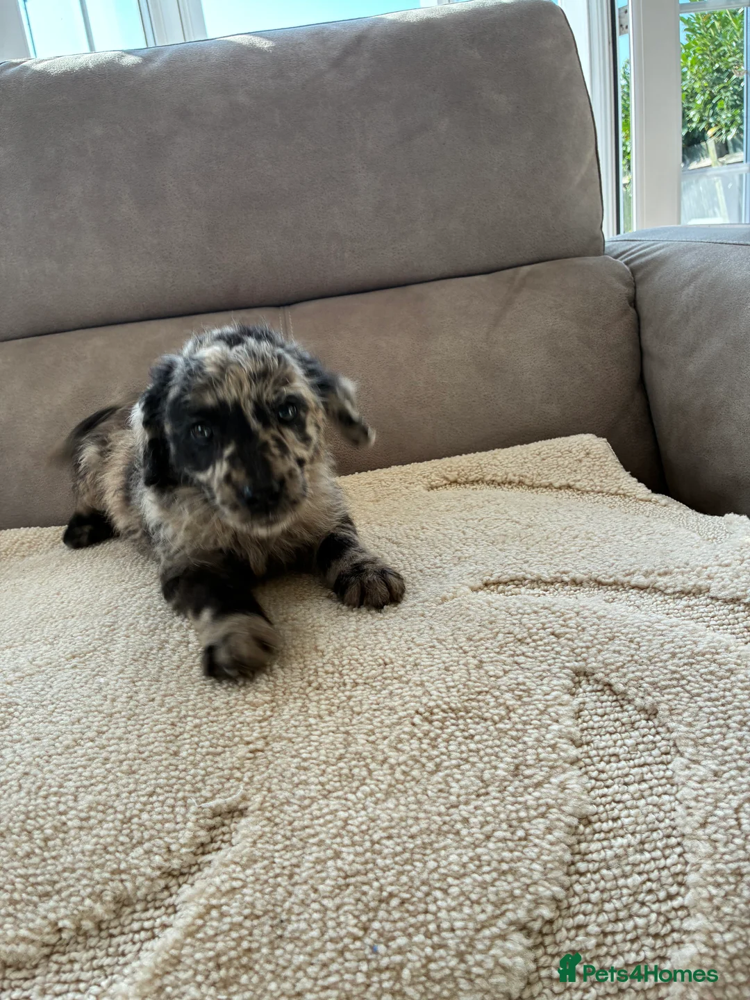 Labradoodle dogs for sale: Merel labradoodle puppies  - Advert 2