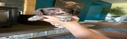 Sprocker dogs for sale: Sprocker Puppies! 🐾 - Advert 6
