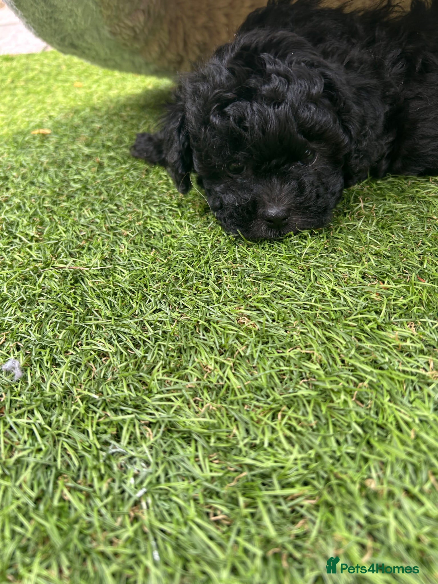 Shihpoo dogs Shihpoos  - Advert 2