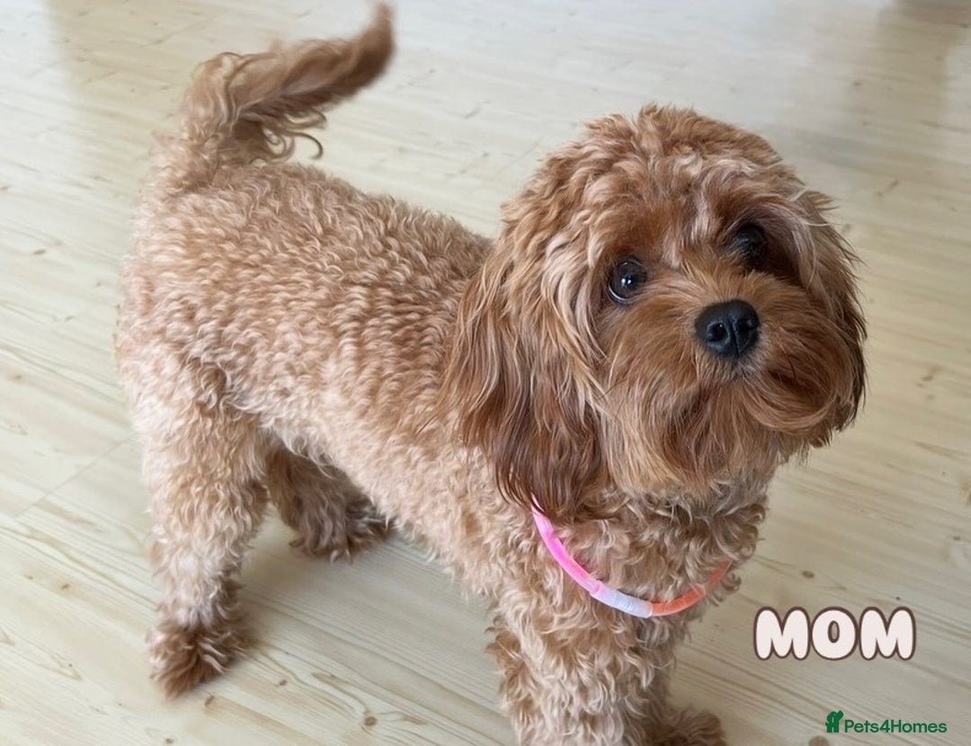 Cavapoo dogs for sale: Premium F1B Toy Red Cavapoo - 2 LEFT - Image 30