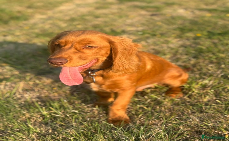 Cocker Spaniel dogs - Advert 2