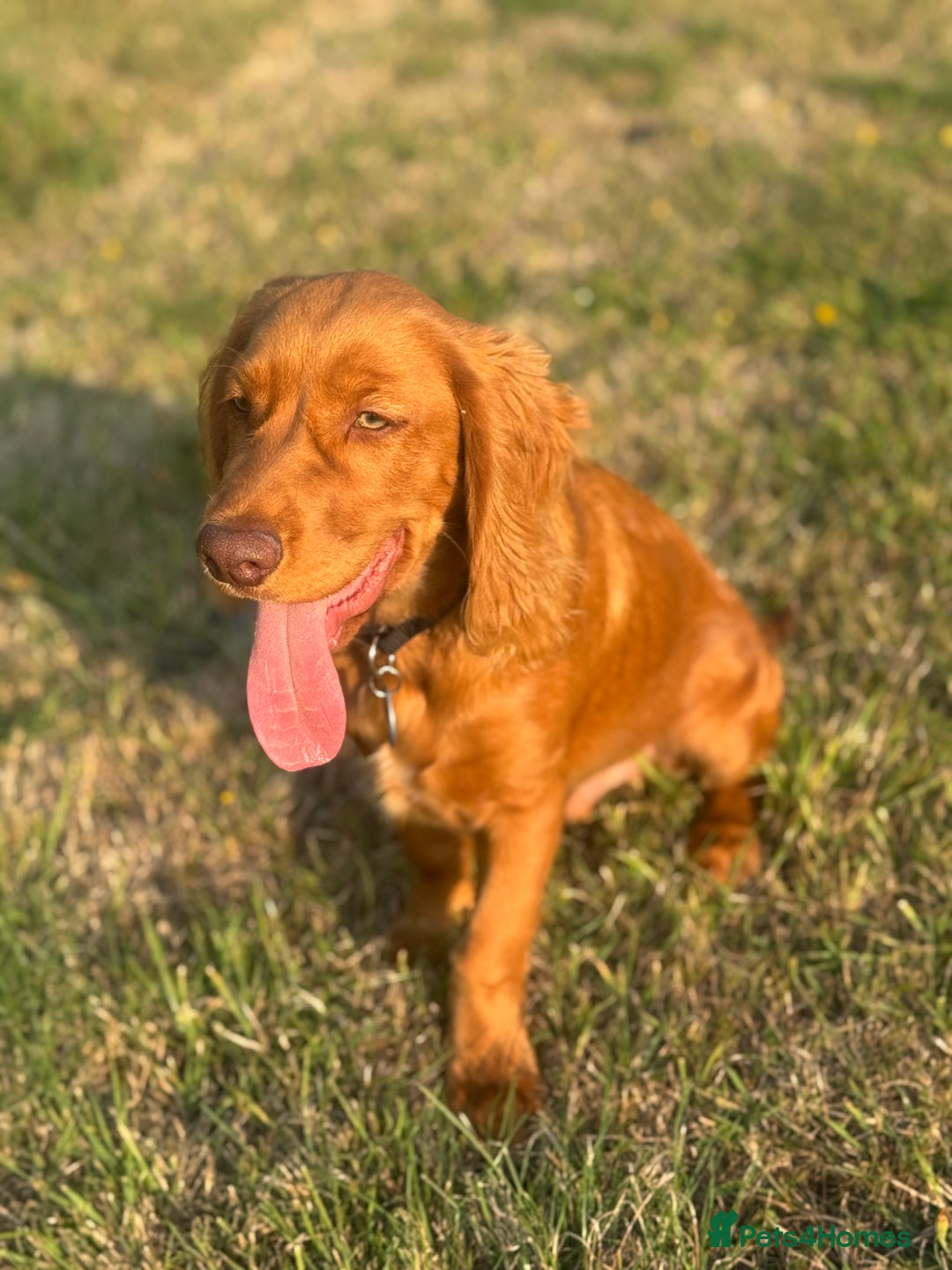 Cocker Spaniel dogs for sale: Stunning Cocker Spaniel KC Male 5 months old  - Image 1