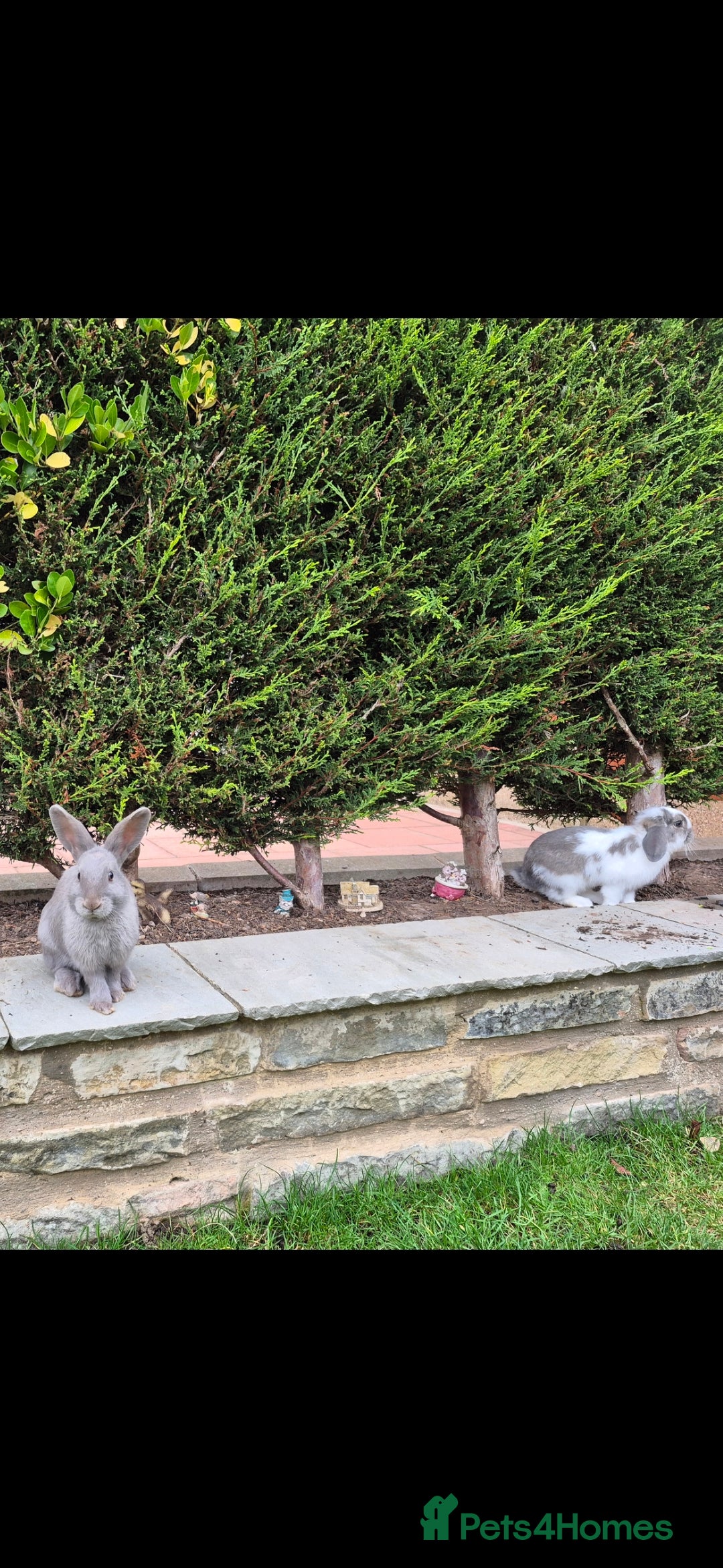 Mini Lop rabbits for sale: 14-Week-Old Rabbits (£120 for Pair)  - Image 4