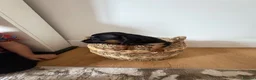 Miniature Dachshund dogs for sale: Very small miniature dachshund girl - Advert 4