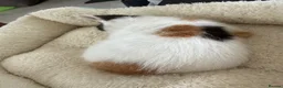 Mixed Breed cats for sale: Gorgeous playful female kitten tricolour/calico in Swansea - Advert 3