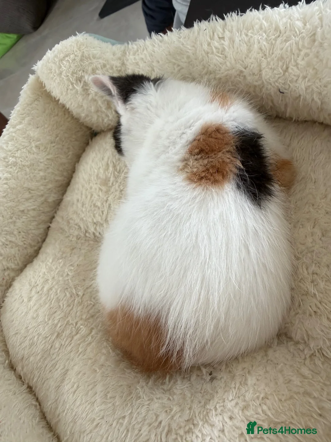 Mixed Breed cats for sale: Gorgeous playful female kitten tricolour/calico in Swansea - Advert 3