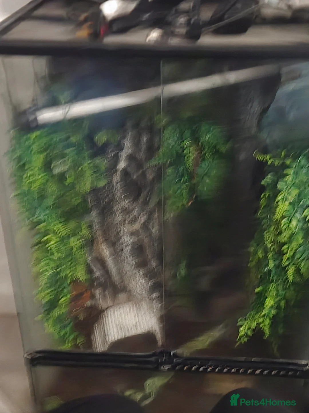 Gecko reptiles for sale: 3 female one male creasted geko in Oxford - Advert 2