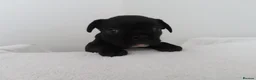 French Bulldog dogs for sale: 🐾 Beautiful French Bulldog Puppies 🐾 in London - Advert 4