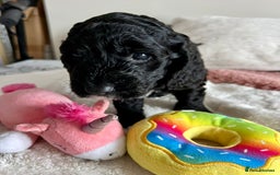 Cockapoo dogs for sale: Adorable Cockapoo puppies waiting for You!  - Image 4