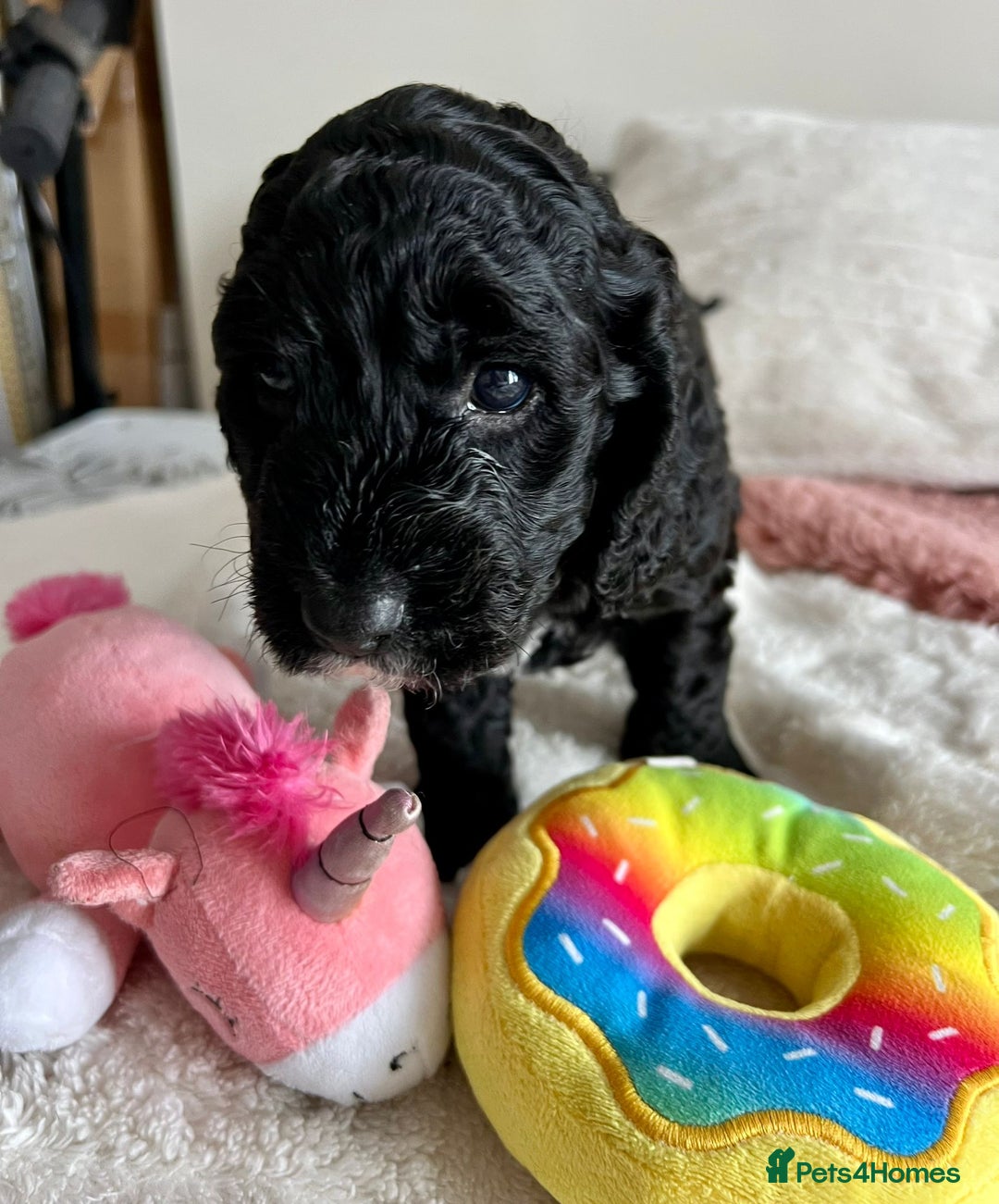 Cockapoo dogs for sale: Adorable Cockapoo puppies waiting for You!  - Image 4