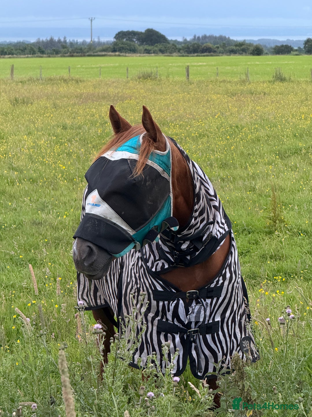 English Thoroughbred horses for sale: Dream 4 year old thoroughbred mare - Image 5