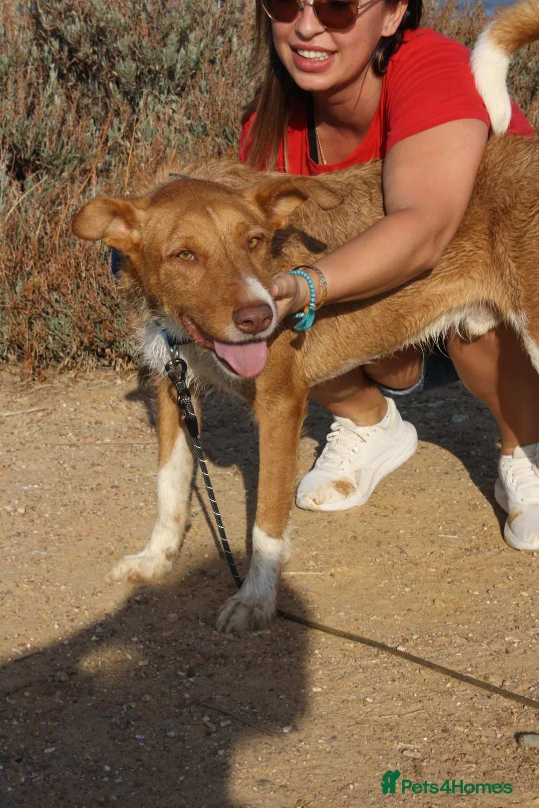 Portuguese Podengo dogs for adoption: 7 YEARS WAITING - FORGOTTEN DOGS - Advert 2