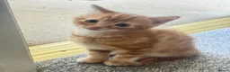 Mixed Breed cats for sale: 3 Kittens ready for their forever homes  in Swindon - Advert 4