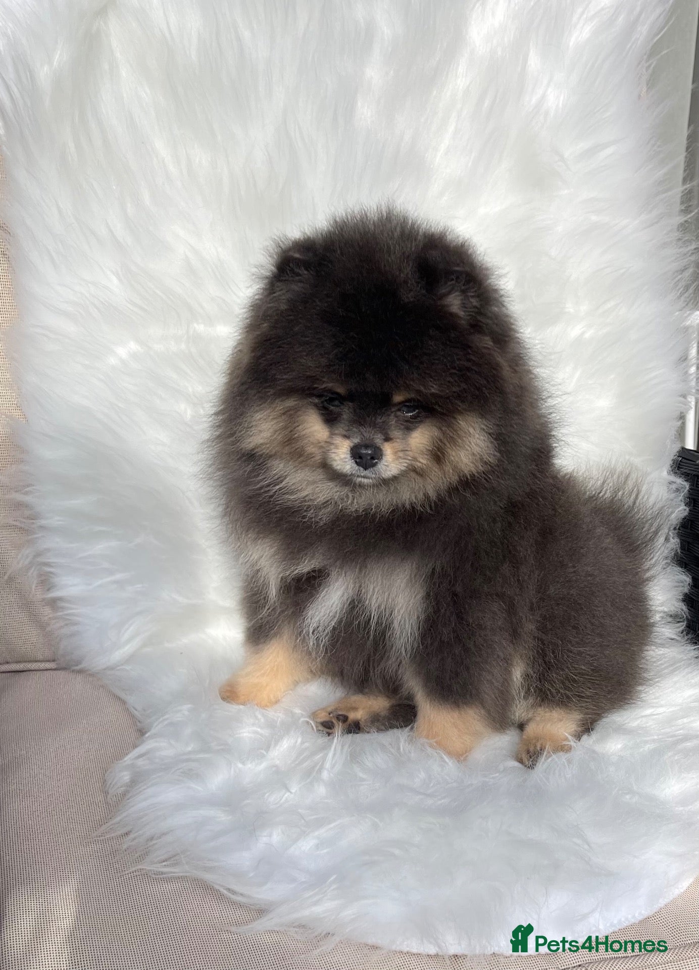 Pomeranian dogs ✨ RARE POMERANIAN BOY ✨ - Advert 3