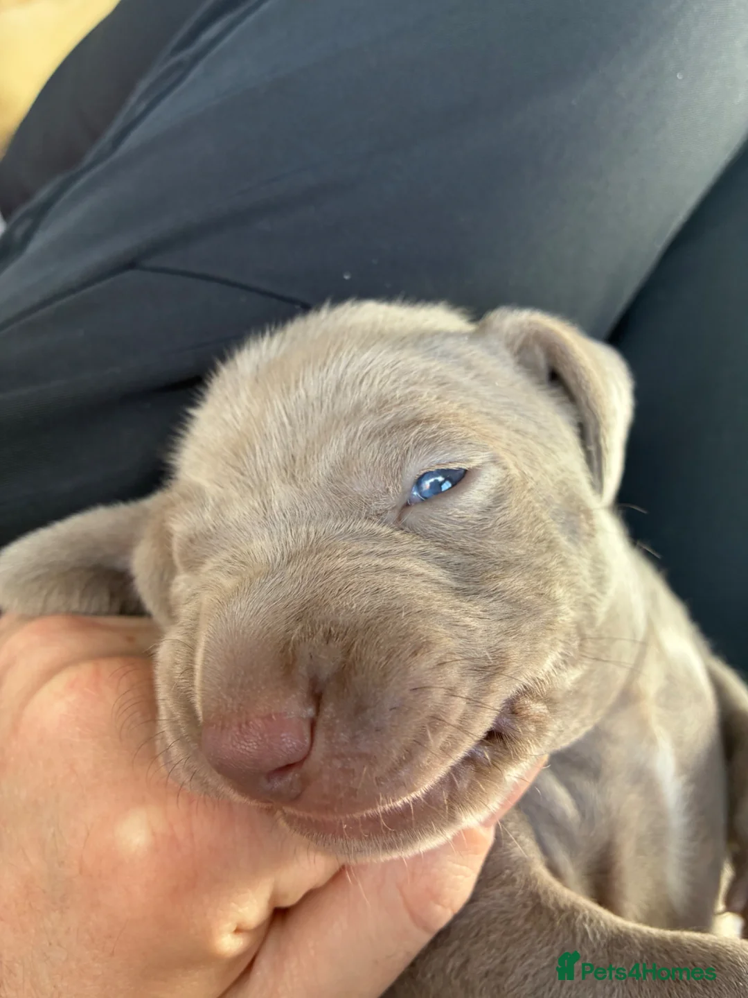 Weimaraner dogs for sale: 1 Stunning Weimaraner Puppy Boy Available - Advert 13